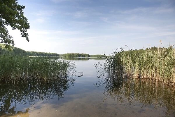 Reed lining a bathing area at a lake in Mecklenburg-Western Pomerania, Germany, Europe