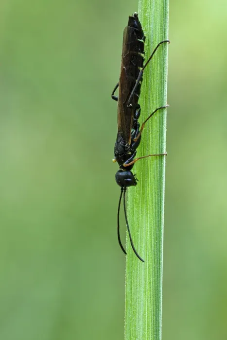 Framed Print : Reed Stem Borer -Calameuta filiformis-, Hesse, Germany Framed Print : Reed Stem Borer -Calameuta filiformis-, Hesse, Germany