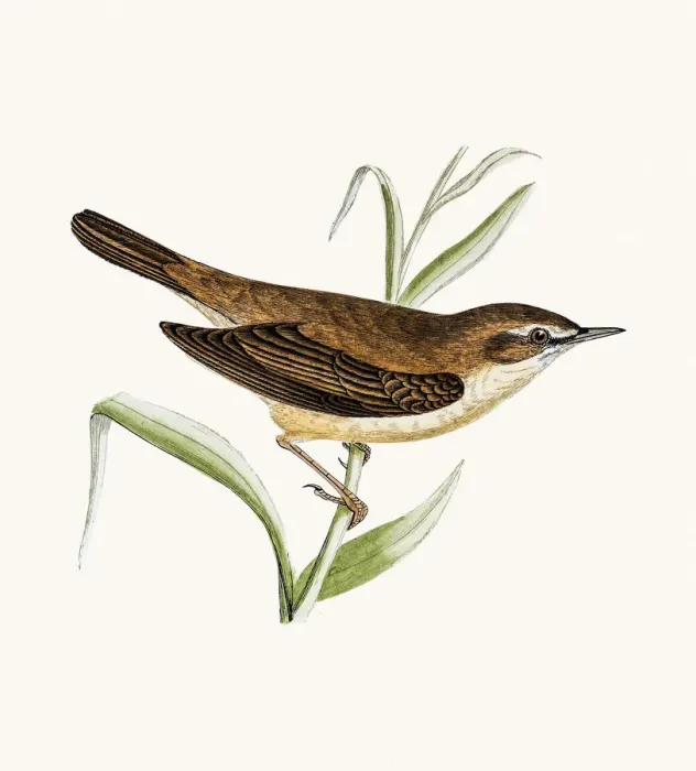 Framed Print : Reed warbler Framed Print : Reed warbler