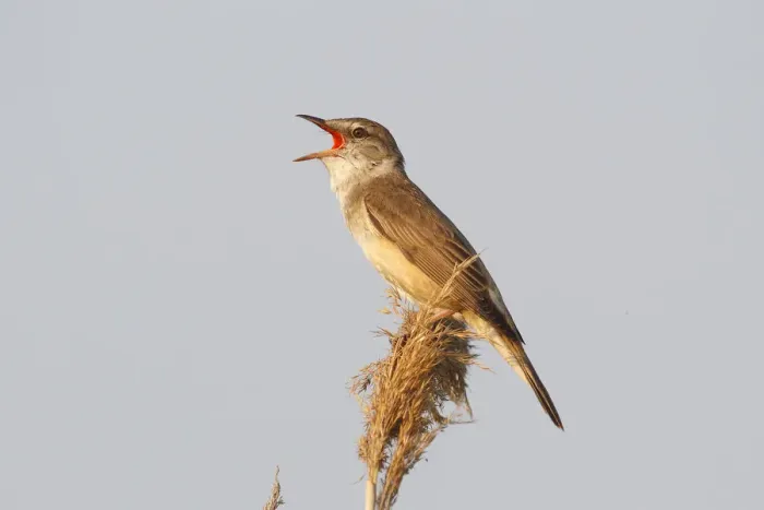 Framed Print : Reed Warbler -Acrocephalus arundinaceus-, male singing on a reed stem, Illmitz, Burgenland, Austria Framed Print : Reed Warbler -Acrocephalus arundinaceus-, male singing on a reed stem, Illmitz, Burgenland, Austria