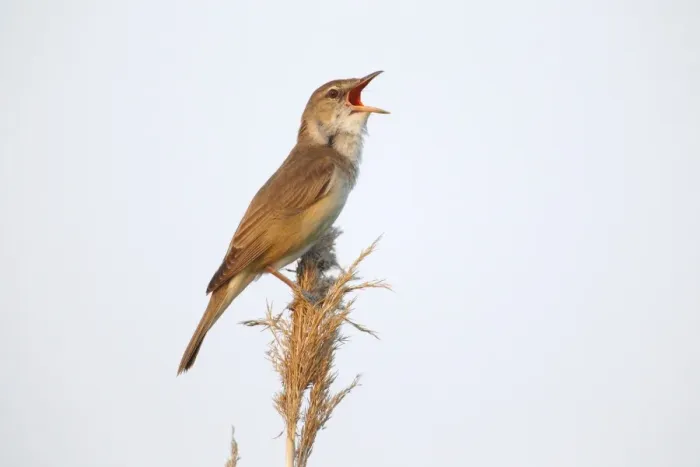Framed Print : Reed Warbler -Acrocephalus arundinaceus-, male singing on a reed stem, Illmitz, Burgenland, Austria Framed Print : Reed Warbler -Acrocephalus arundinaceus-, male singing on a reed stem, Illmitz, Burgenland, Austria