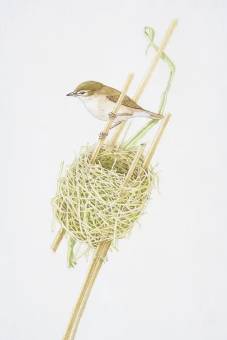 Framed Print : Reed Warbler (Acrocephalus scirpaceus) clutching reed stalk above nest Framed Print : Reed Warbler (Acrocephalus scirpaceus) clutching reed stalk above nest