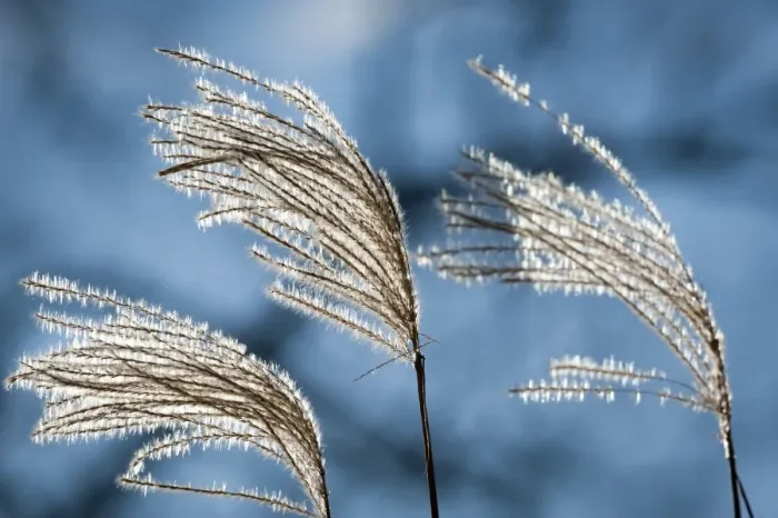 Framed Print : Reeds with backlighting Framed Print : Reeds with backlighting