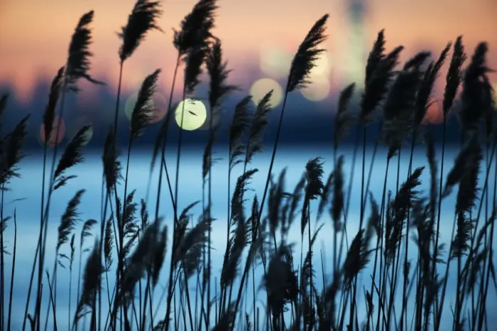 Framed Print : Reeds and city lights at night Framed Print : Reeds and city lights at night
