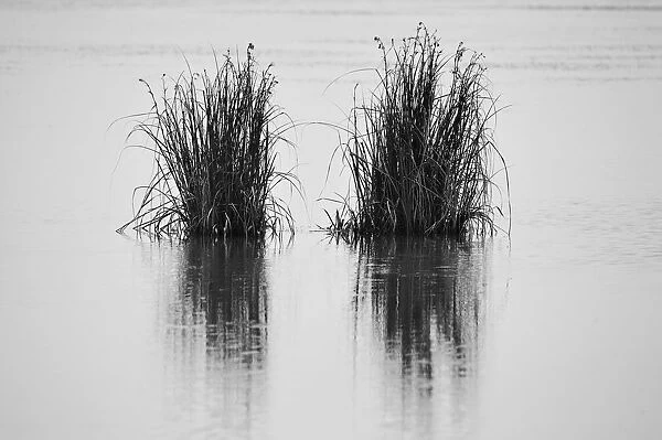 Reeds in a lake