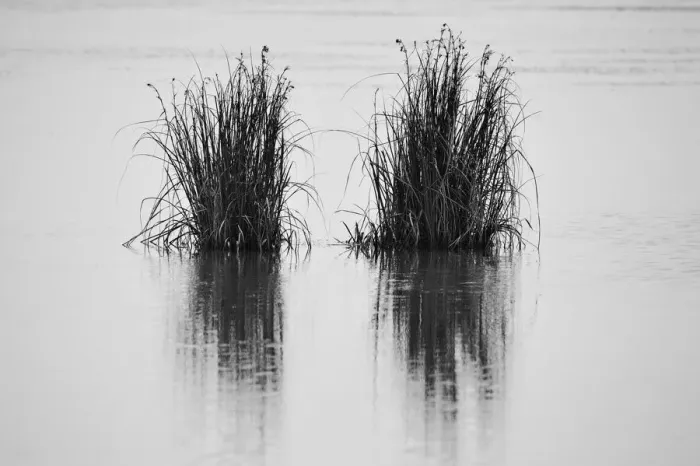 Framed Print : Reeds in a lake Framed Print : Reeds in a lake