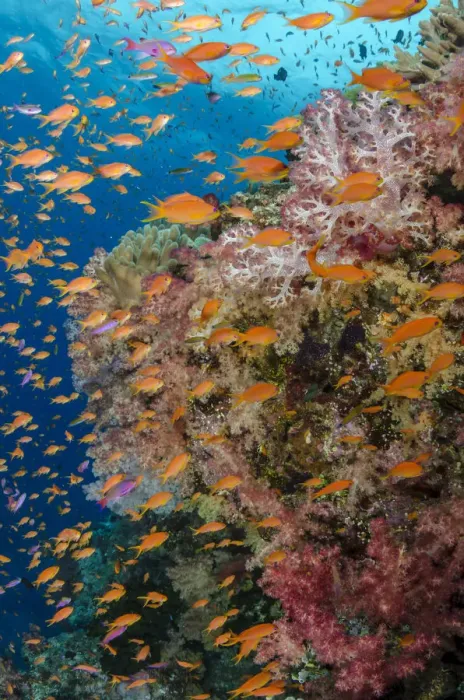 Framed Print : Reef with coral and Anthias (Pseudanthias squamipinnis), Fiji Framed Print : Reef with coral and Anthias (Pseudanthias squamipinnis), Fiji