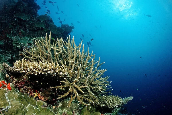 Reef with Elkhorn Corals and Table Corals (Acropora), Maldives, Indian Ocean