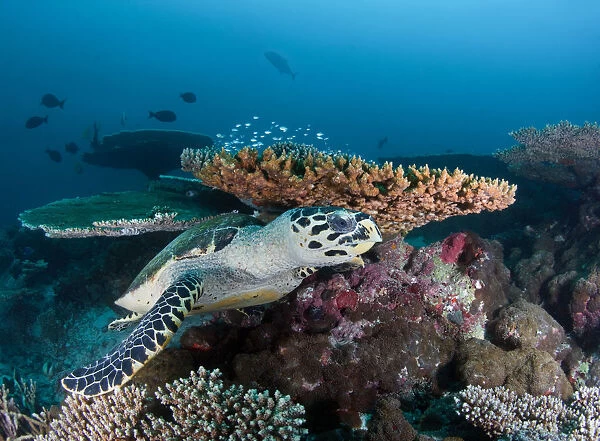 Reef life. south Ari atoll.sea turtle at rest at coral reef