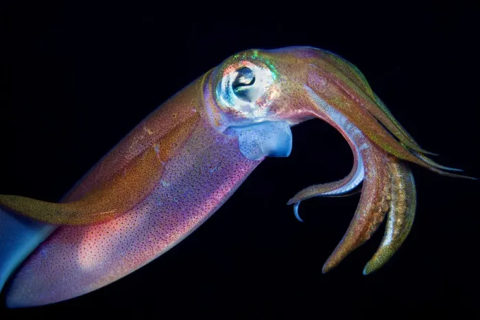 Framed Print : Squid. Reef squid underwater, Dahab, Egypt Framed Print : Squid. Reef squid underwater, Dahab, Egypt