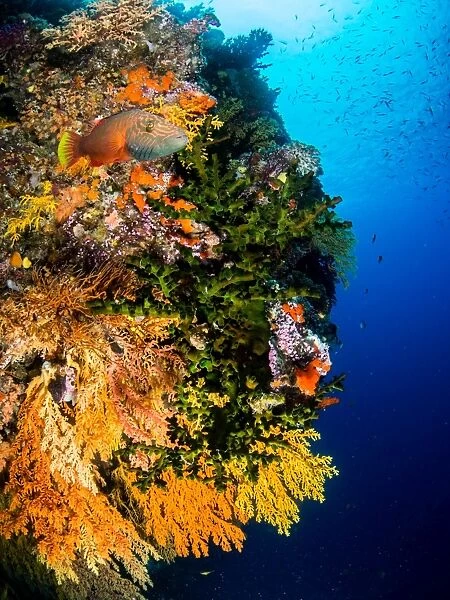 A reef wall covered in various coral