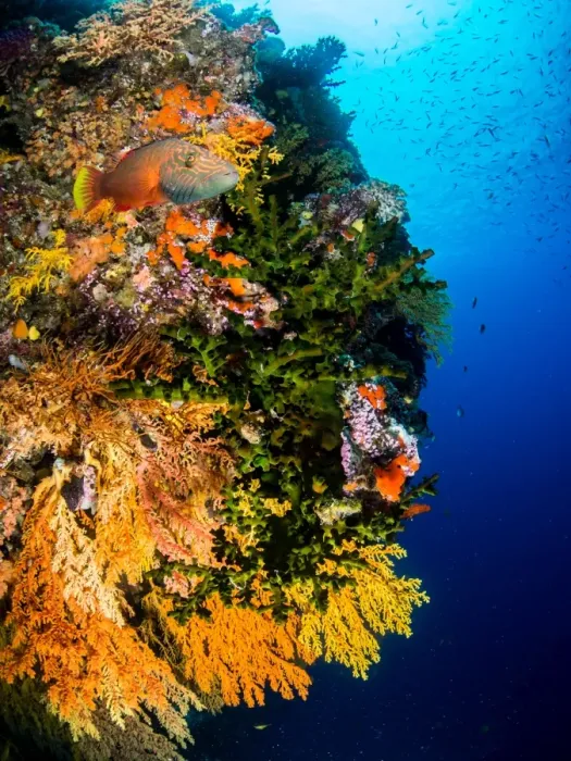 Framed Print : A reef wall covered in various coral Framed Print : A reef wall covered in various coral