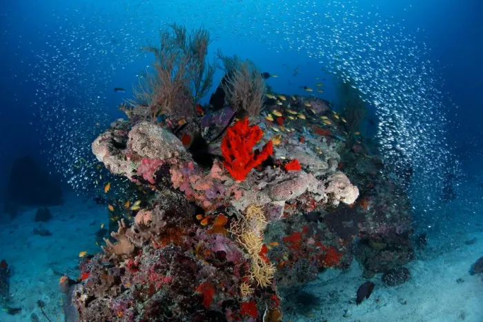 Framed Print : Reefscape. Small coral reef on sandy bottom