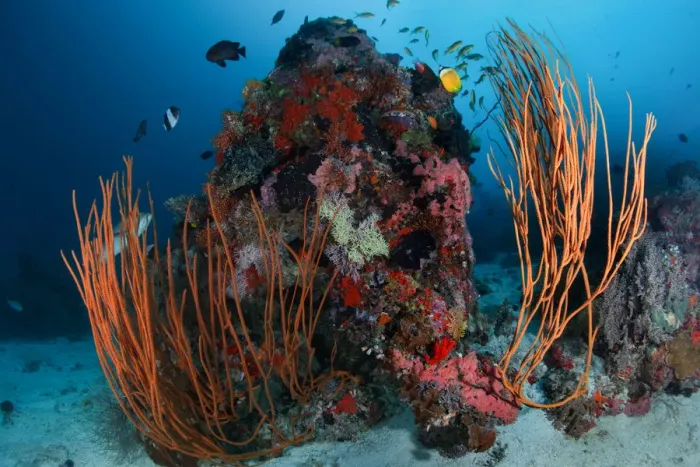 Framed Print : Reefscape. Small coral reef at sandy bottom. 30m depth.South Ari Atoll