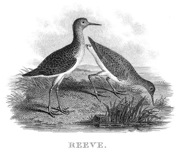 Reeve engraving 1812