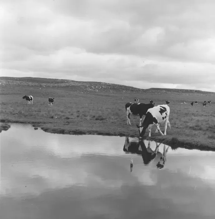Framed Print : Reflected Cows Framed Print : Reflected Cows