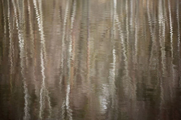 Reflection of birch forest in a lake, Muritz, Mecklenburg, Germany