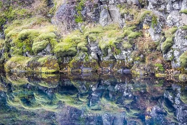 Reflection of Icelandic moss and flora in Pingvallavatn lake, Pingvellir