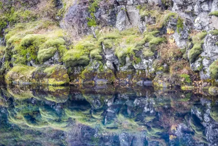 Framed Print : Reflection of Icelandic moss and flora in Pingvallavatn lake, Pingvellir Framed Print : Reflection of Icelandic moss and flora in Pingvallavatn lake, Pingvellir