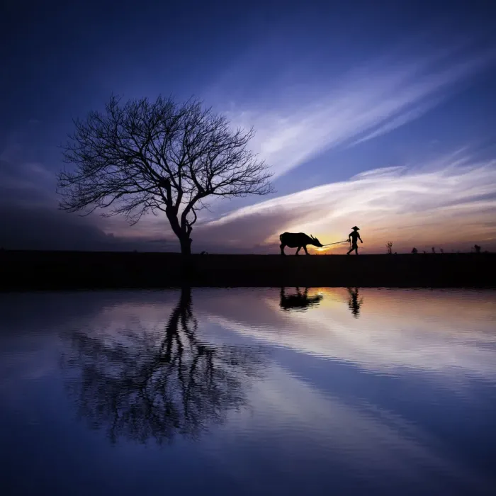 Framed Print : Reflection of man with water buffalo in morning dew Framed Print : Reflection of man with water buffalo in morning dew