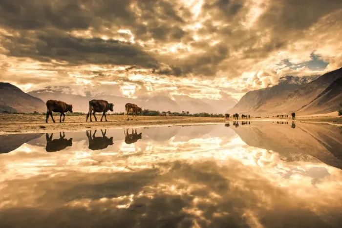 Framed Print : Reflection in nubra valley Framed Print : Reflection in nubra valley
