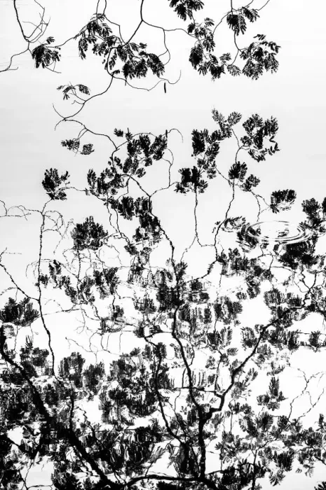Framed Print : reflection of Rain tree branches in water