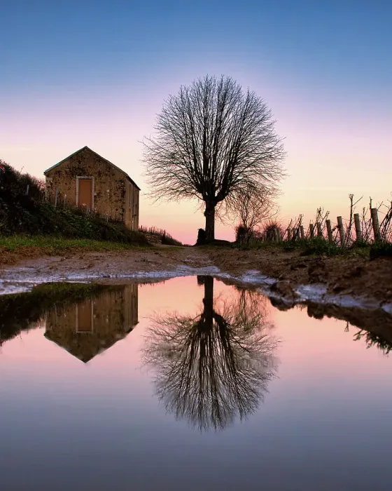 Framed Print : Reflection of a tree in the famous vineyards of Aloxe-Corton, Burgundy, France