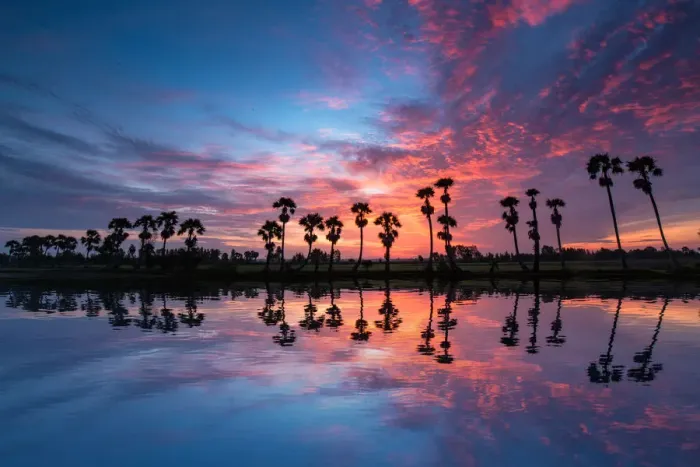 Framed Print : Reflections of Jaggery Trees on Beautiful Sunrise Framed Print : Reflections of Jaggery Trees on Beautiful Sunrise