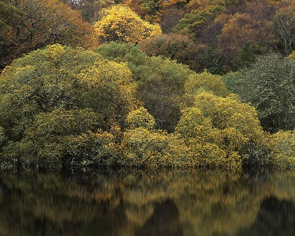 Reflections in a lake, autumn mood, Connemara, County Galway, Ireland