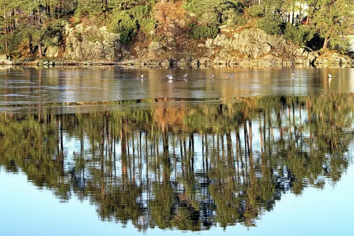 Framed Print : Reflections of trees on water