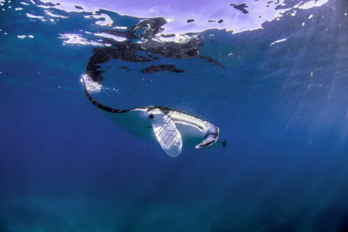 Framed Print : reflective manta