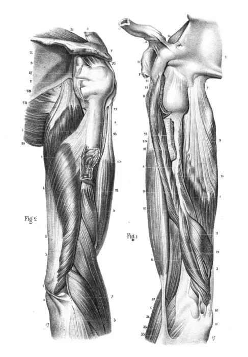 Framed Print : Region anterior of arm engraving 1866 Framed Print : Region anterior of arm engraving 1866