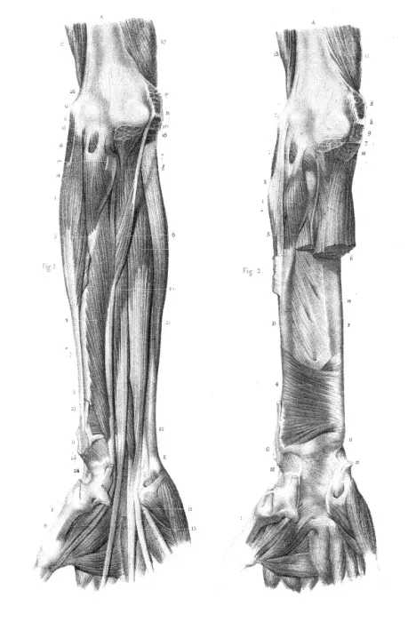 Framed Print : Region anterior of forearm engraving 1866 Framed Print : Region anterior of forearm engraving 1866