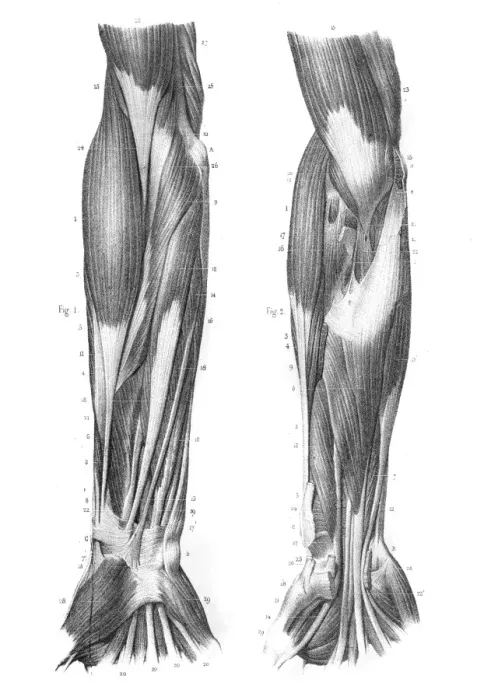 Framed Print : Region external of arm engraving 1866 Framed Print : Region external of arm engraving 1866