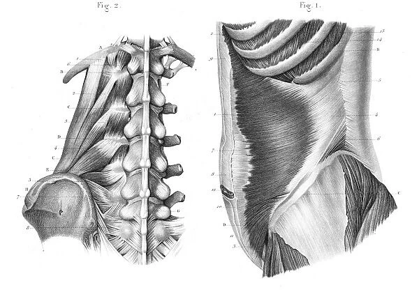Side region of the trunk anatomy engraving 1866