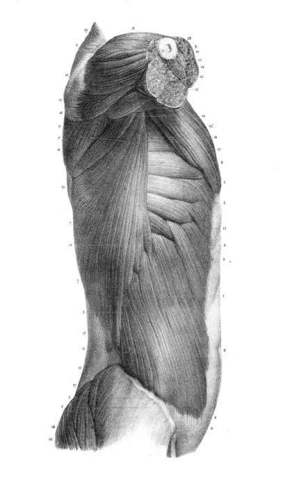 Framed Print : Side region of the trunk anatomy engraving 1866 Framed Print : Side region of the trunk anatomy engraving 1866