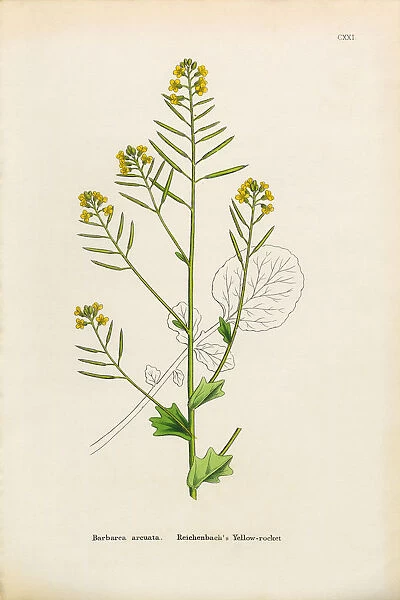 Reichenbachas Yellow Rocket, Barbarea Arcuata, Victorian Botanical Illustration, 1863