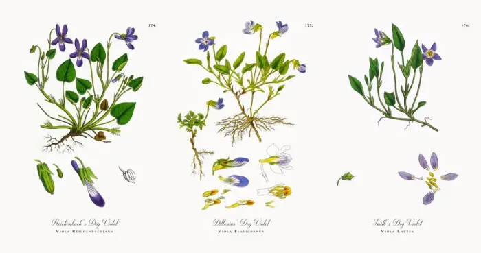 Framed Print : Reichenbachasas Dog Violet, Viola Reichenbachiana, Victorian Botanical Illustration, 1863 Framed Print : Reichenbachasas Dog Violet, Viola Reichenbachiana, Victorian Botanical Illustration, 1863