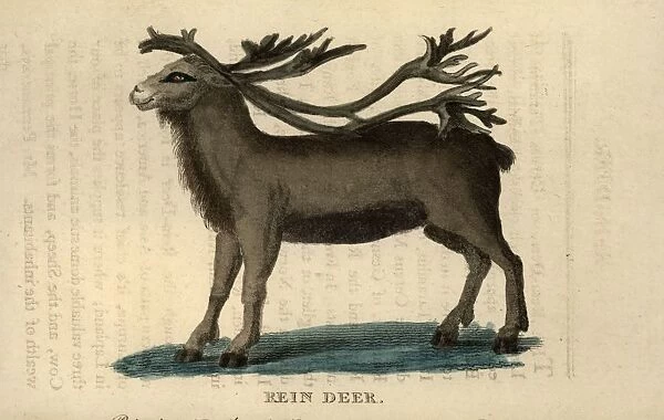 Reindeer. 6th November 1800: The reindeer, a deer indigenous to the Arctic