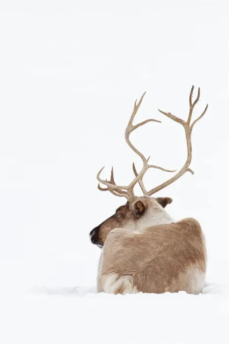 Framed Print : Reindeer. 500px Photo ID: 133383719 - Jim Cumming nTo purchase prints Framed Print : Reindeer. 500px Photo ID: 133383719 - Jim Cumming nTo purchase prints