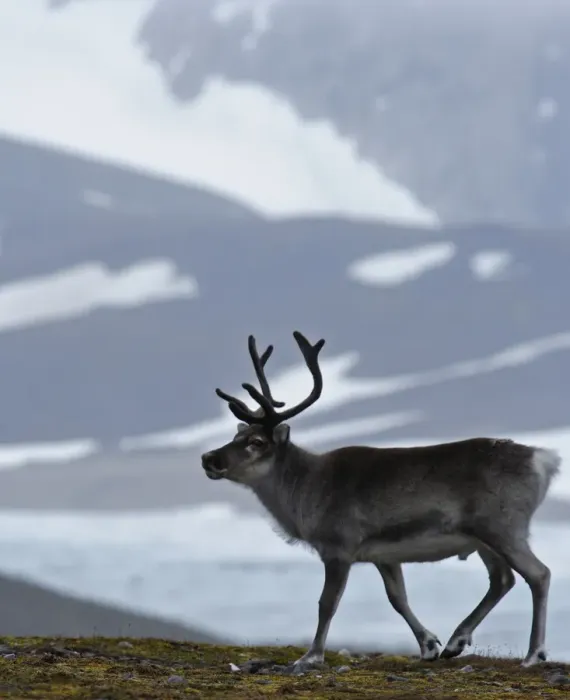 Framed Print : Reindeer in Arctic Svalbard Framed Print : Reindeer in Arctic Svalbard