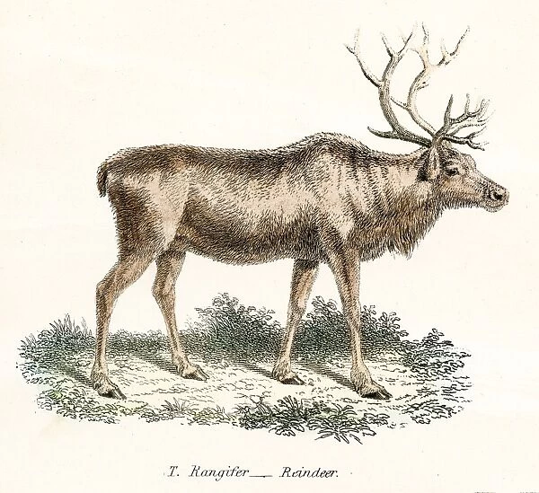 Reindeer engraving 1803