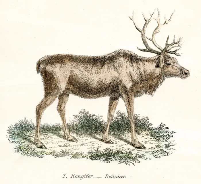 Framed Print : Reindeer engraving 1803 Framed Print : Reindeer engraving 1803