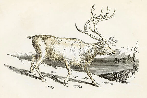Reindeer engraving 1851