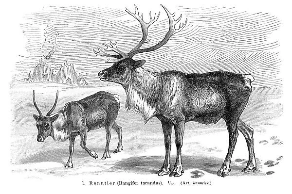 Reindeer engraving 1896