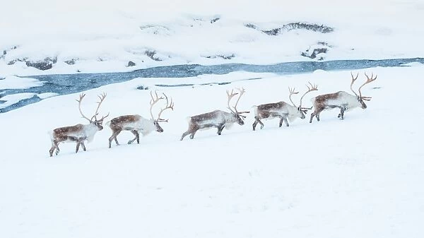 Reindeer herd walking through snow field