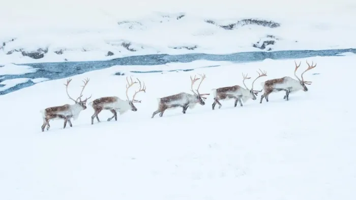 Framed Print : Reindeer herd walking through snow field Framed Print : Reindeer herd walking through snow field