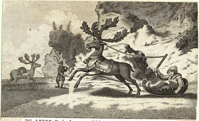 Framed Print : Reindeer Pulling Sled Framed Print : Reindeer Pulling Sled