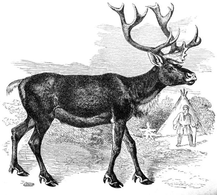 Framed Print : Reindeer (Rangifer Tarandus) Framed Print : Reindeer (Rangifer Tarandus)