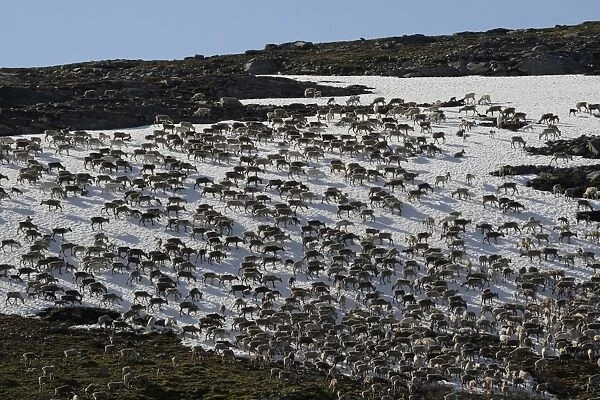 Reindeer -Rangifer tarandus- crossing a snowfield, North Norway, Norway